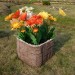 Цветник КАНЬОН купить в Минеральных Водах