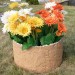Цветник КАНЬОН купить в Минеральных Водах